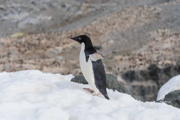 Adelie Pinguino Piedi Sulla Spiaggia Antartide — Foto Stock