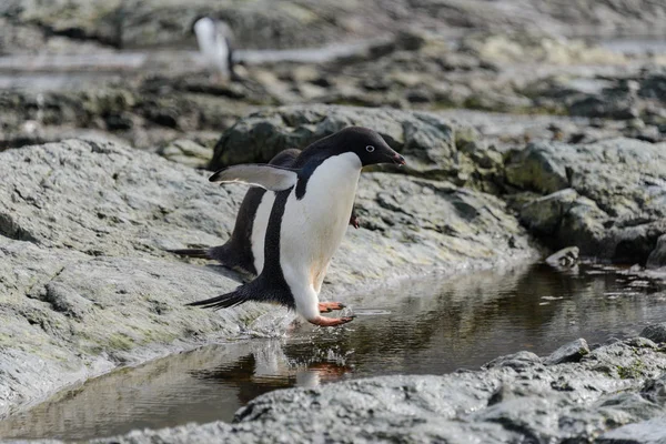 Groupe Pingouins Adelie Sur Plage Antarctique — Photo