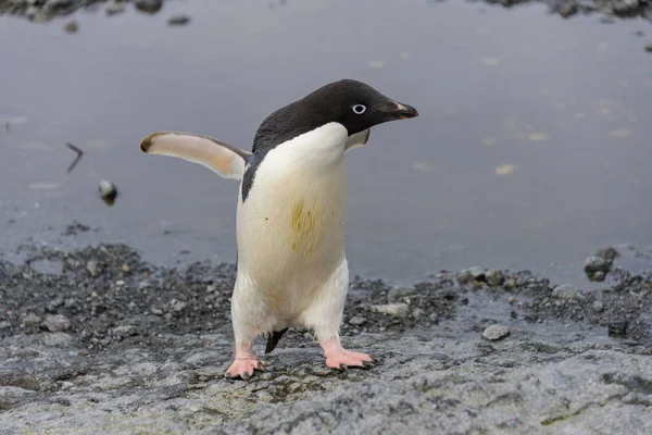 Pingüino Adelie Playa Antártida —  Fotos de Stock
