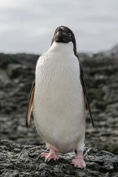 Adéliepinguïn Staande Strand Antarctica — Stockfoto