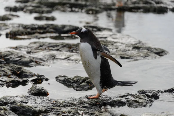 Gentoo Pinguin Strand Der Antarktis — Stockfoto