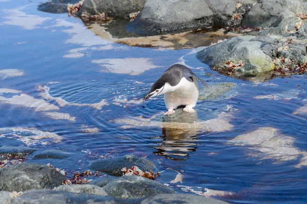Παλιόσπιτο Πιγκουίνος Στην Παραλία Στην Ανταρκτική Αντανάκλαση — Φωτογραφία Αρχείου