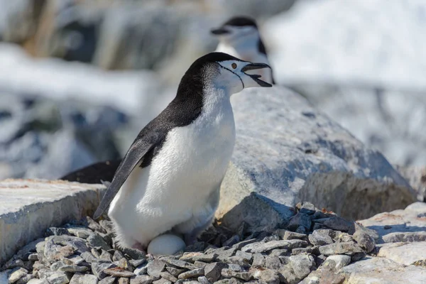 Pinguim Com Ovo Praia Antártida — Fotografia de Stock