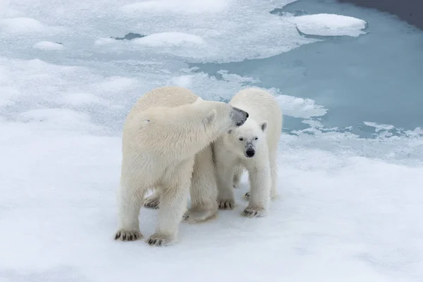 シロクマ ホッキョクグマ 母親とスバールバル北極ノルウェー北のパック氷の上の赤ちゃん — ストック写真