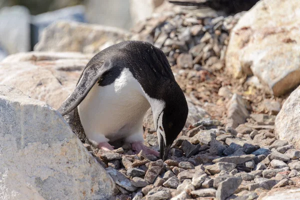 Kinnriemen Pinguin Strand Der Antarktis — Stockfoto