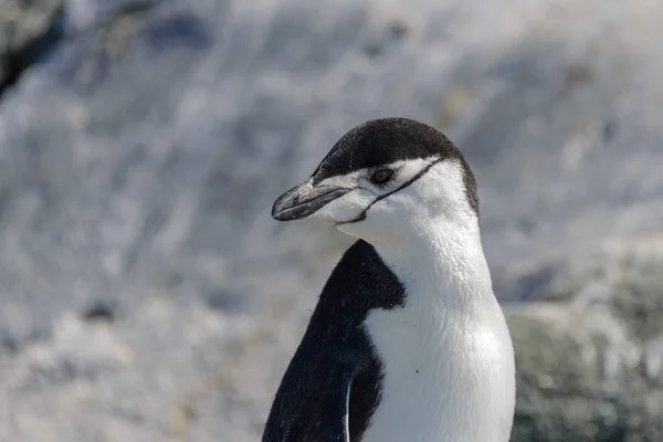 Kinnriemen Pinguin Strand Der Antarktis Aus Nächster Nähe — Stockfoto