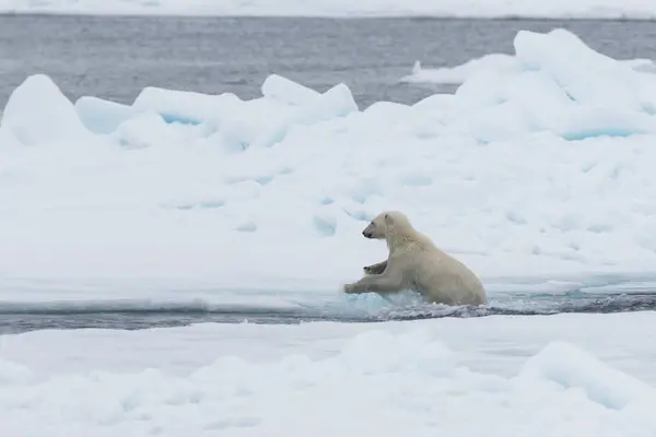 Urso Polar Selvagem Filhotes Saltando Através Gelo Gelo Pacote Norte — Fotografia de Stock