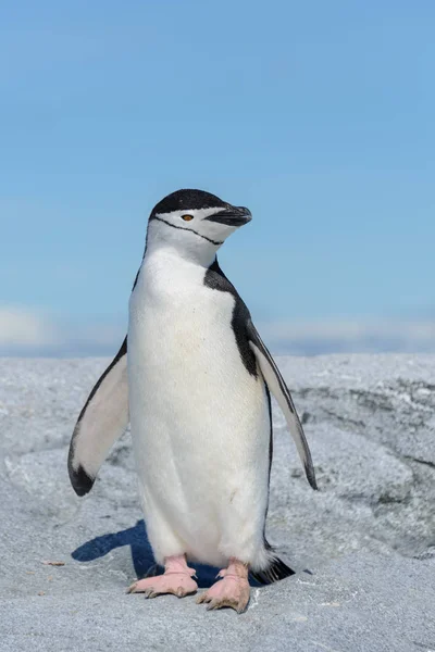 Chinstrap Пингвин Пляже Антарктиде — стоковое фото