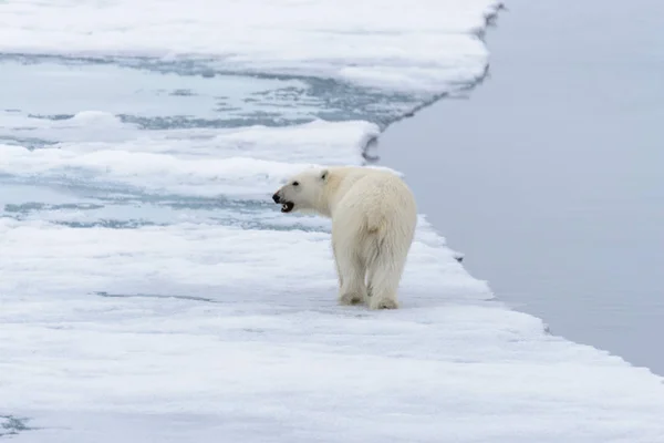 Jegesmedve Ursus Maritimus Folyik Jégtáblák Északra Spitsbergen Szigeten Svalbard — Stock Fotó
