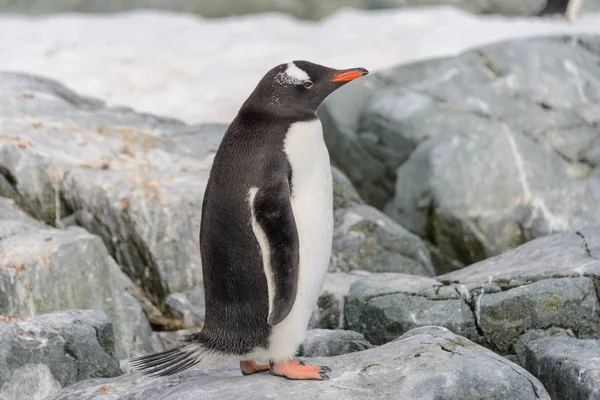 Ezelspinguïn Sneeuw Antarctische Wateren — Stockfoto