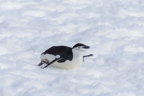Chinstrap Penguin Creeping Snow — Stock Photo, Image
