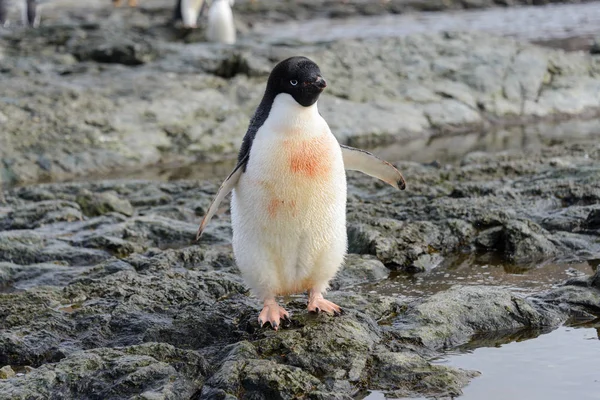 Pingüino Hábitat Natural — Foto de Stock