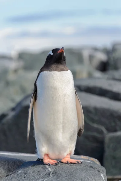 Gentoo Pingvin Rock Antarktiszon — Stock Fotó