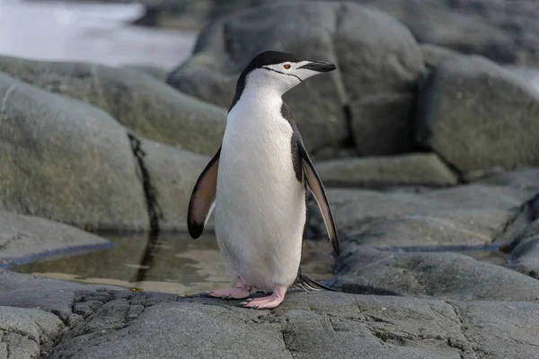 Chinstrap Pinguim Rocha Perto — Fotografia de Stock