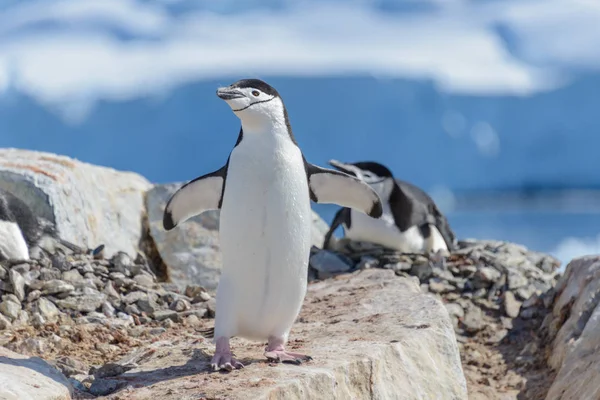 Chinstrap Пингвин Пляже Антарктиде — стоковое фото