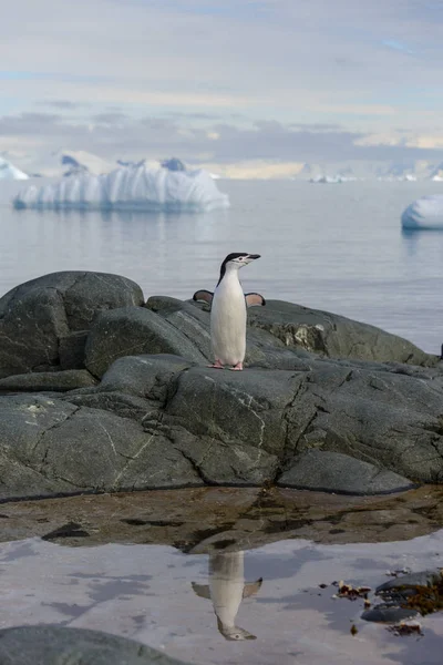 Miğfer Penguen Yansıması Antarktika Ile Kayaya — Stok fotoğraf