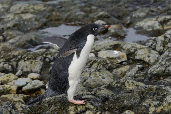 Pinguim Adelie Praia Antártida — Fotografia de Stock