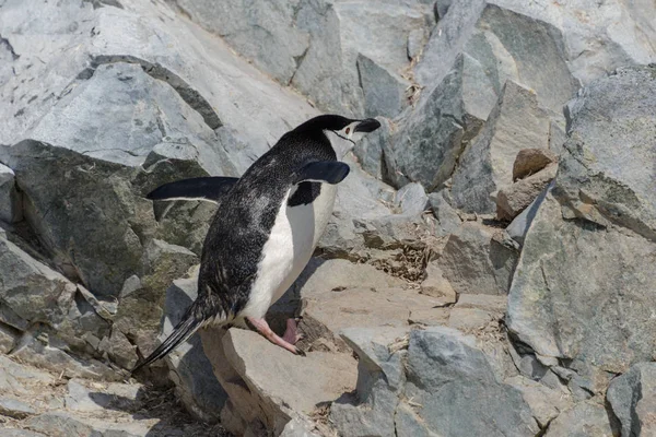 Pingouin Chinstrap Grimpant Sur Roche Antarctique — Photo