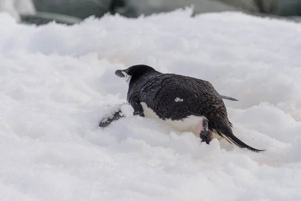 Kar Üzerinde Sürünen Miğfer Penguen — Stok fotoğraf