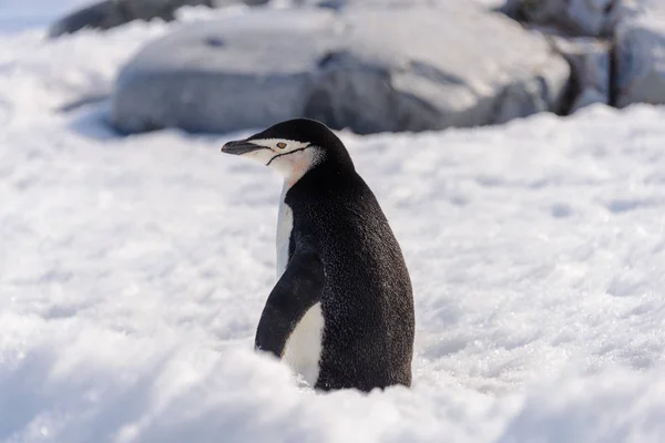 Antarktika Karda Miğfer Penguen — Stok fotoğraf