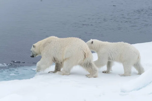 Дикий Білий Ведмідь Урсус Maritimus Мати Дитинча Pack Льоду Північ — стокове фото
