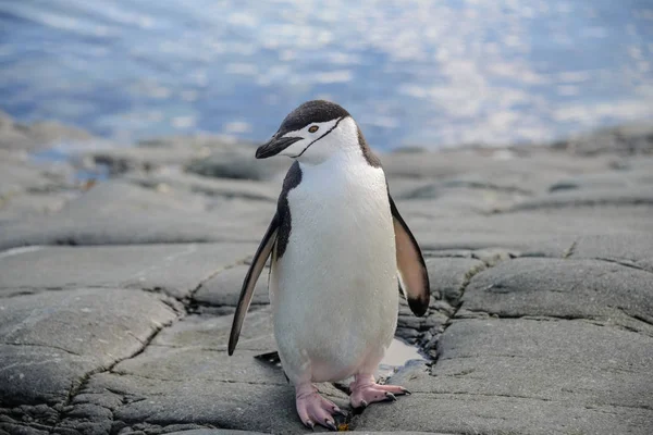 Pingouin Chinstrap Sur Rocher Gros Plan — Photo