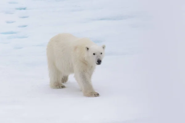 Urso Polar Ursus Maritimus Bloco Gelo Norte Ilha Spitsbergen Svalbard — Fotografia de Stock