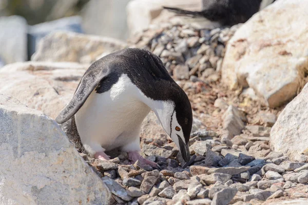 Kinnriemen Pinguin Strand Der Antarktis — Stockfoto
