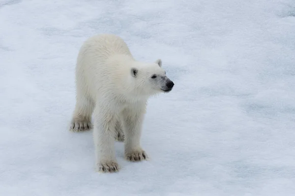 Oso Polar Ursus Maritimus Cachorro Paquete Hielo Norte Svalbard Ártico —  Fotos de Stock