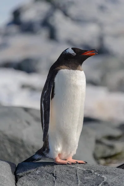 ジェンツー ペンギン南極大陸の岩の上 — ストック写真