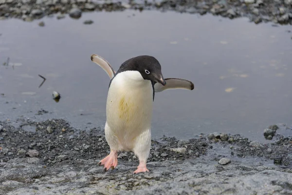 Пингвин Адели Собирается Пляж Антарктиде — стоковое фото