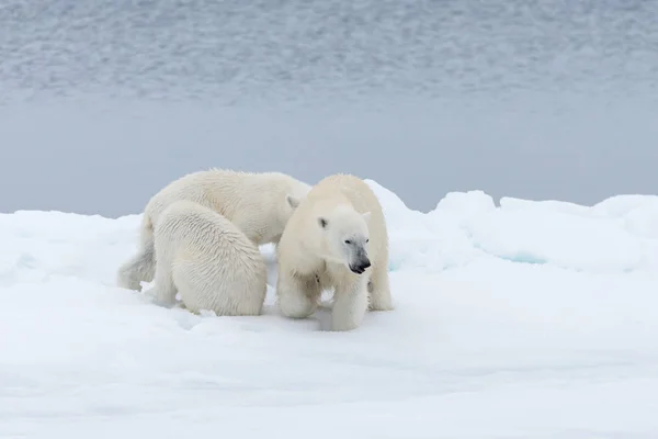 Urso Polar Ursus Maritimus Mãe Filhotes Gêmeos Gelo Pacote Norte — Fotografia de Stock