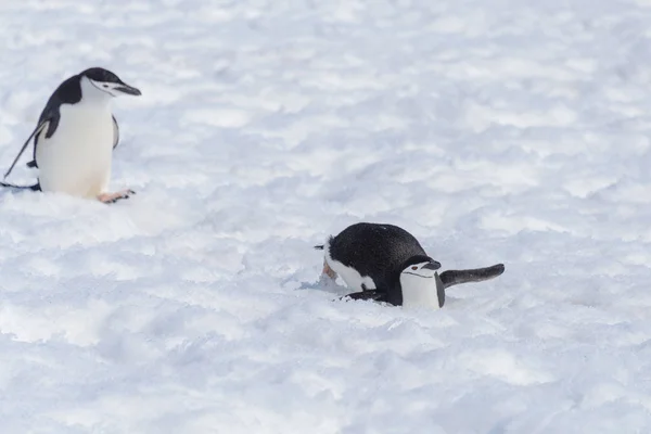 Chinstrap Penguin Creeping Snow — Stock Photo, Image