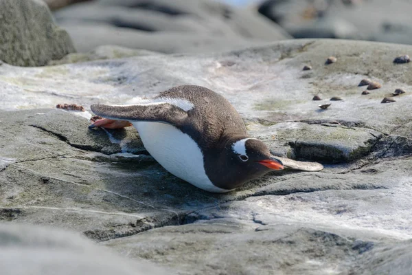 Gentoo Pingouin Pose Sur Roche Antarctique — Photo