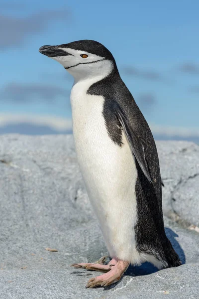 Hakband Pingvin Stranden Antarktis — Stockfoto