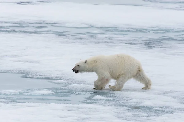 Urso Polar Ursus Maritimus Indo Gelo Pacote Norte Ilha Spitsbergen — Fotografia de Stock