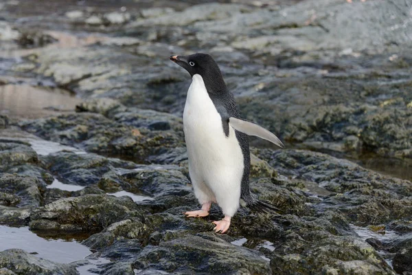Pinguim Habitat Natural — Fotografia de Stock