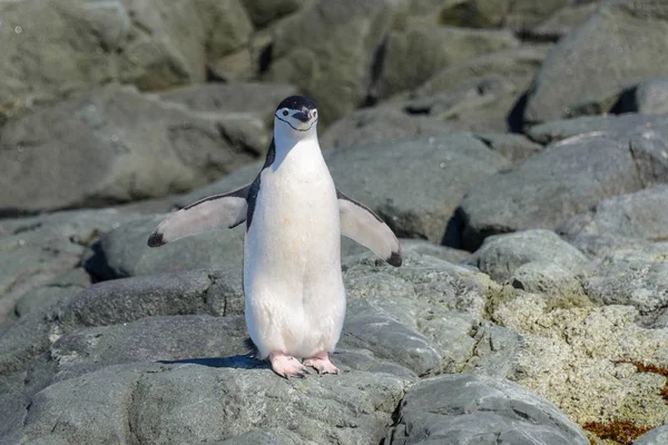 Pinguim Chinstrap Praia Antártida — Fotografia de Stock