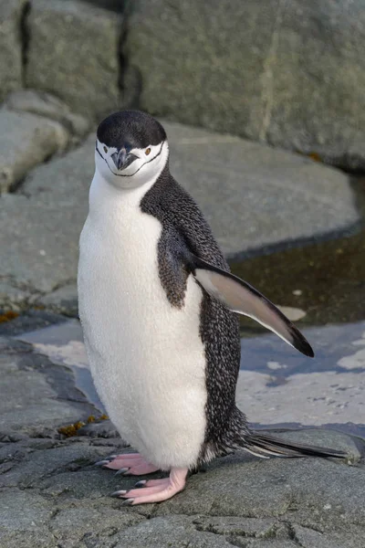 Kinnriemen Pinguin Auf Dem Felsen Aus Nächster Nähe — Stockfoto