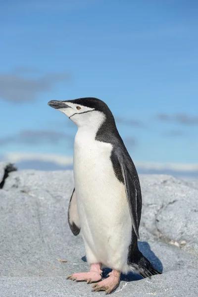 Pinguim Chinstrap Praia Antártida — Fotografia de Stock