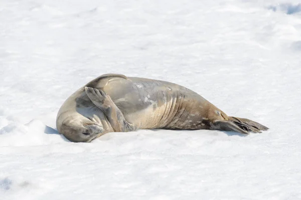 Zeeluipaard Strand Met Sneeuw Antarctica — Stockfoto