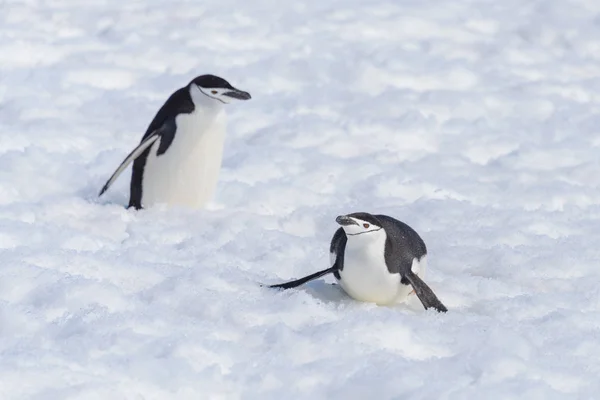 Chinstrap Penguin Creeping Snow — Stock Photo, Image