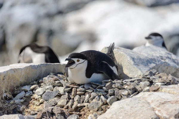 Pingouin Chinstrap Posé Sur Roche Antarctique — Photo