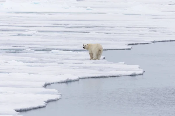 Jegesmedve Ursus Maritimus Folyik Jégtáblák Északra Spitsbergen Szigeten Svalbard — Stock Fotó