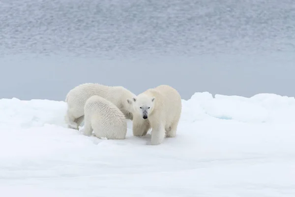 Oso Polar Ursus Maritimus Madre Gemelos Paquete Hielo Norte Svalbard — Foto de Stock