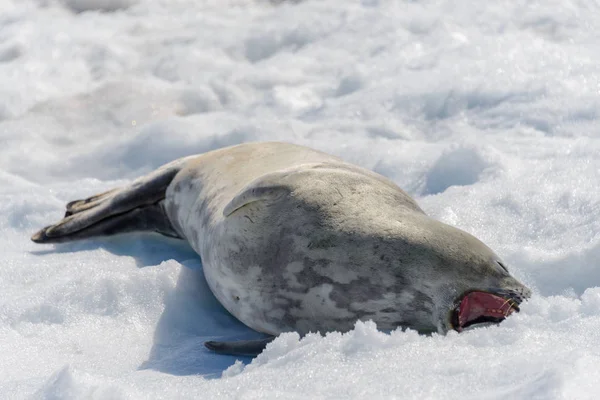 Leopard Seal Beach Snow Antarctica — Stock Photo, Image