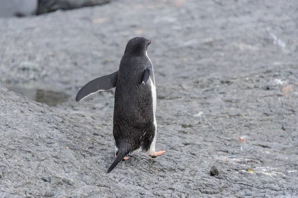 Adelie Pinguin Strand Antarktis — Stockfoto