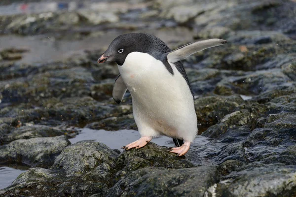 Pinguïn Natuur Habitat — Stockfoto