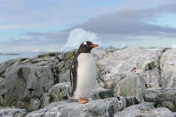 Gentoo Pinguin Schnee Der Antarktis — Stockfoto