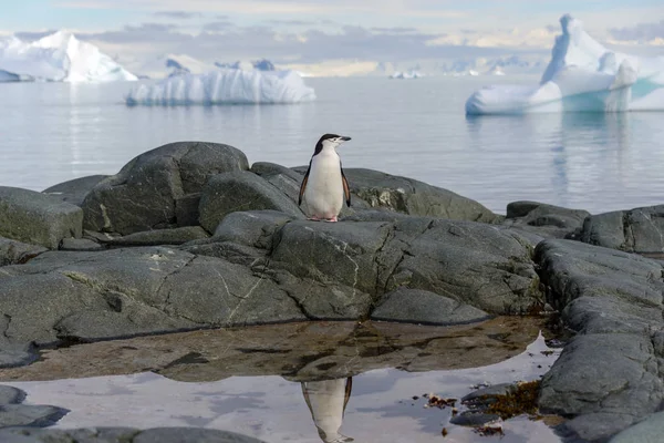 Kinnriemen Pinguin Auf Dem Felsen Mit Spiegelung Der Antarktis — Stockfoto